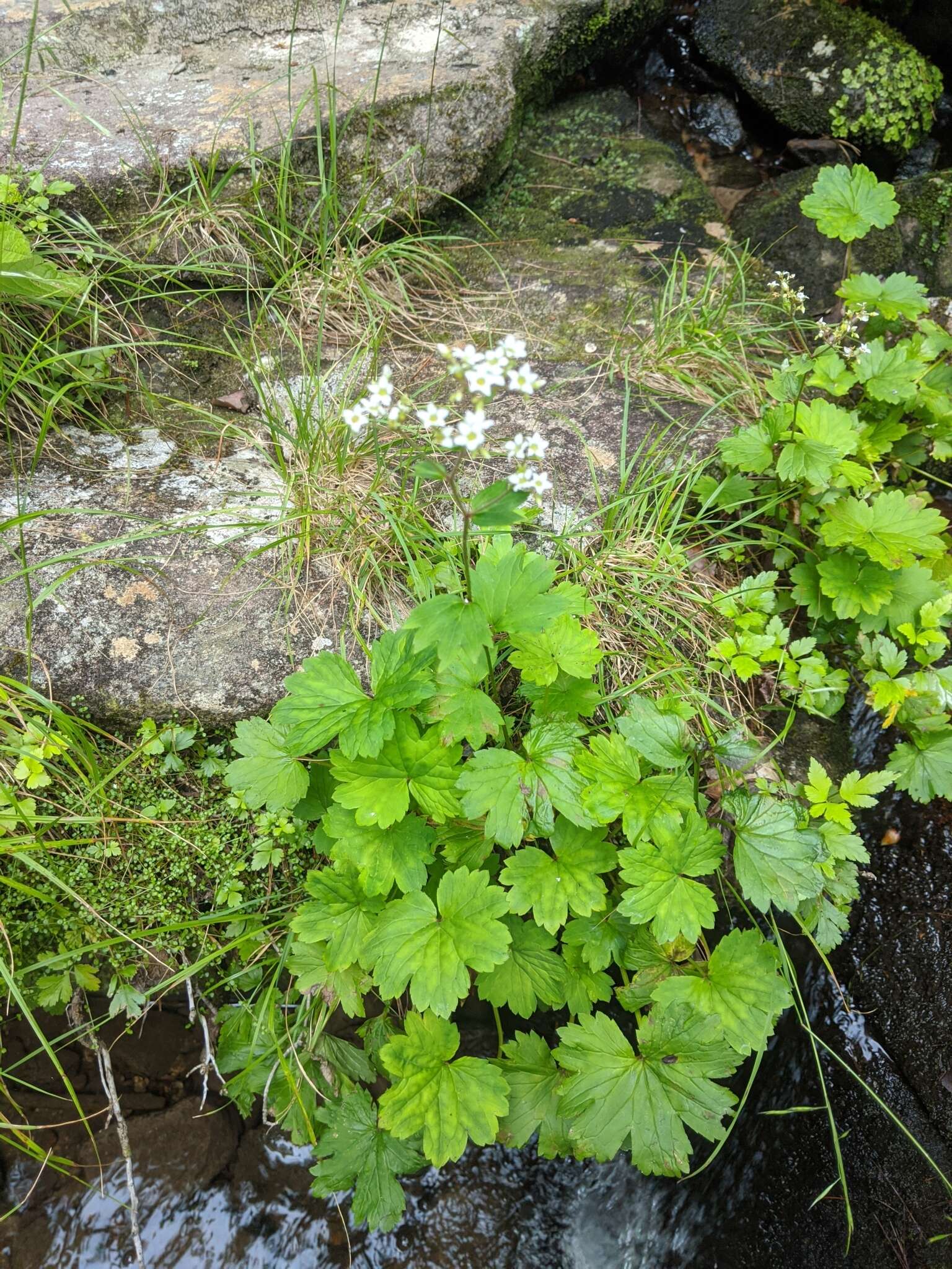 Image of Allegheny brookfoam