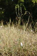 Sivun Thymelaea passerina (L.) Coss. & Germ. kuva