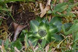 Image de Eryngium humile Cav.