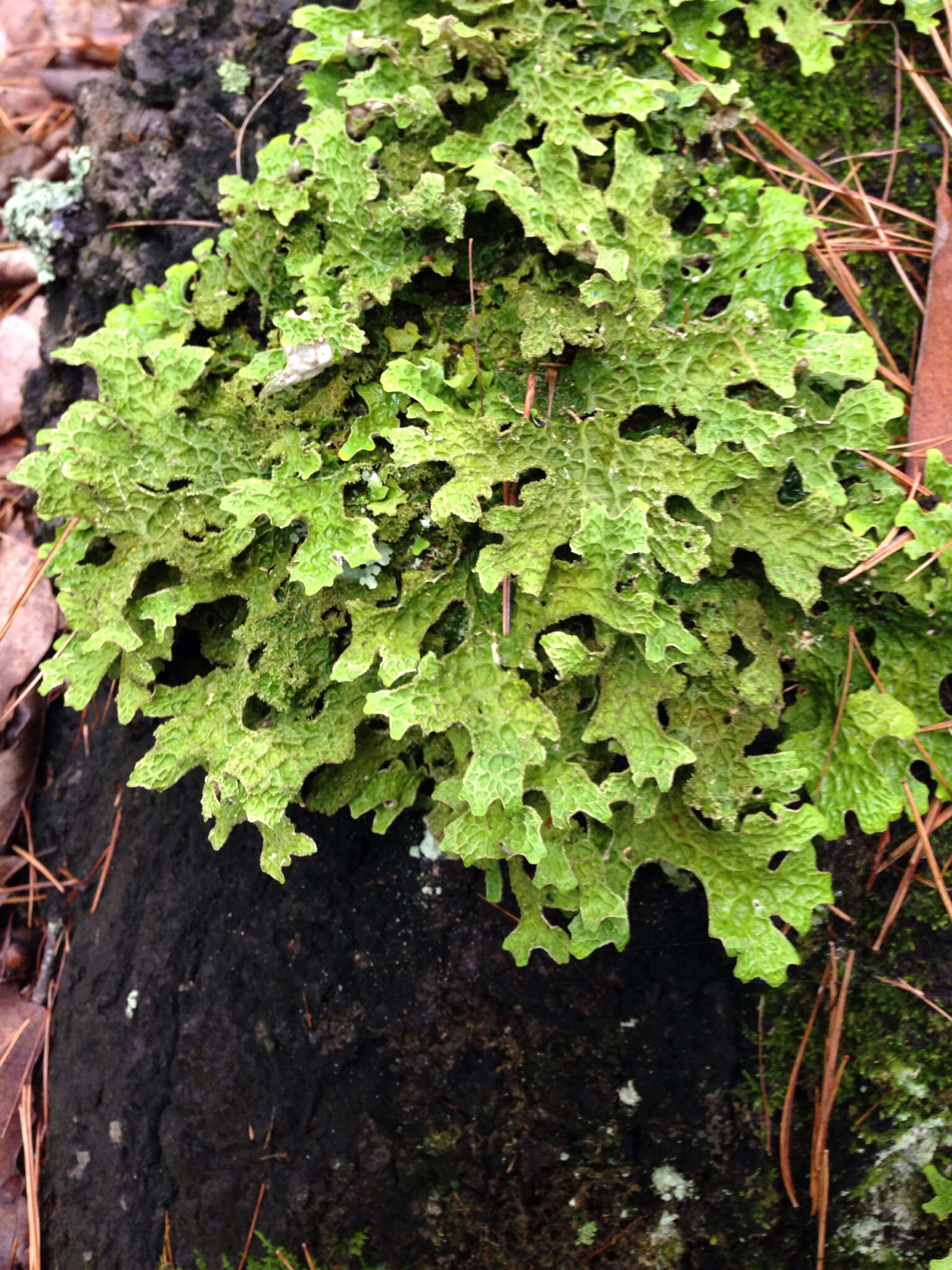 Image of lung lichen