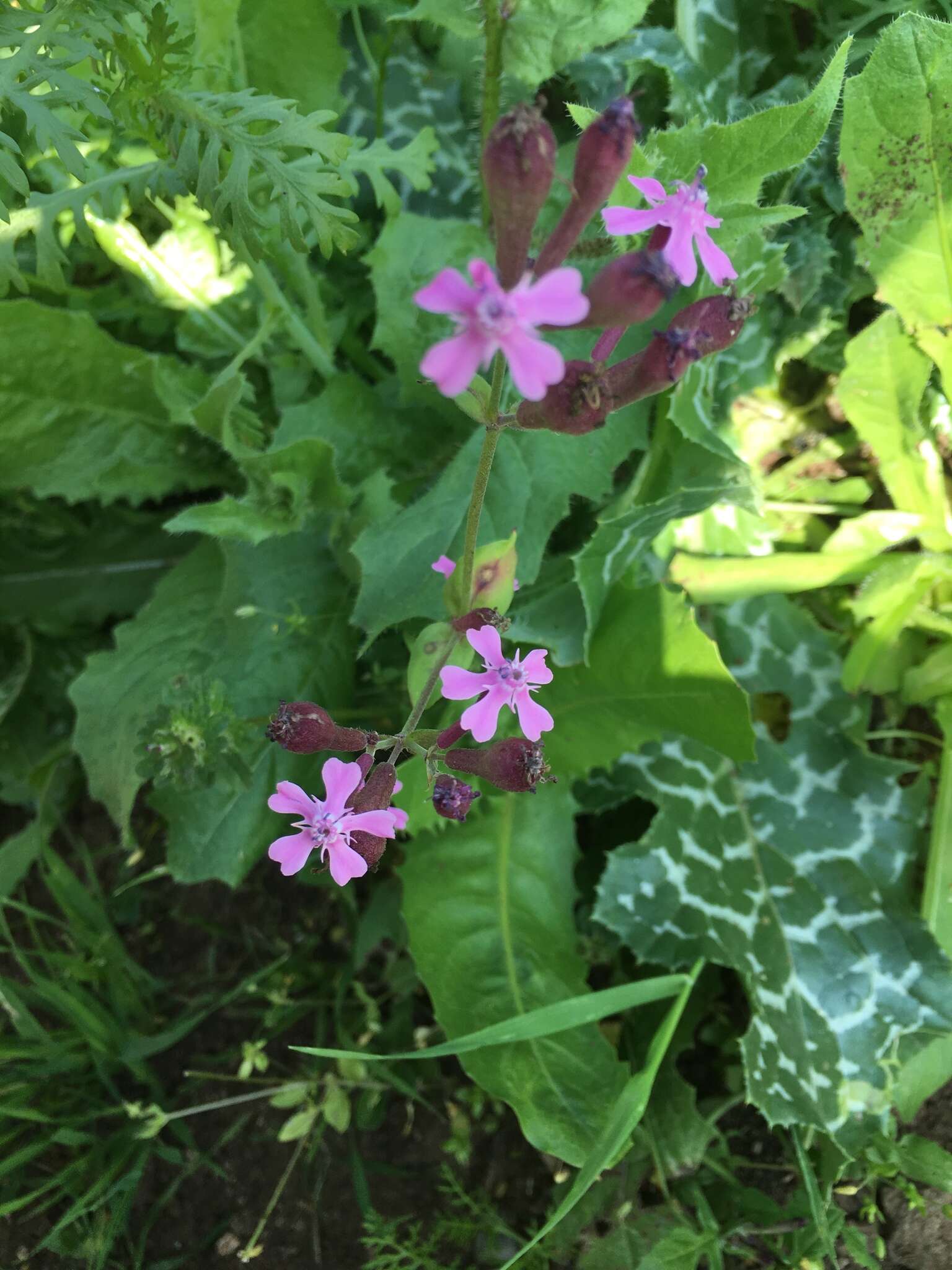 Silene aegyptiaca (L.) L. fil.的圖片