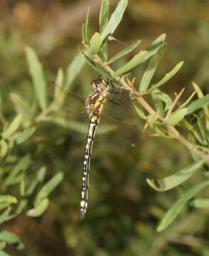 Image of Eusynthemis virgula (Selys 1874)