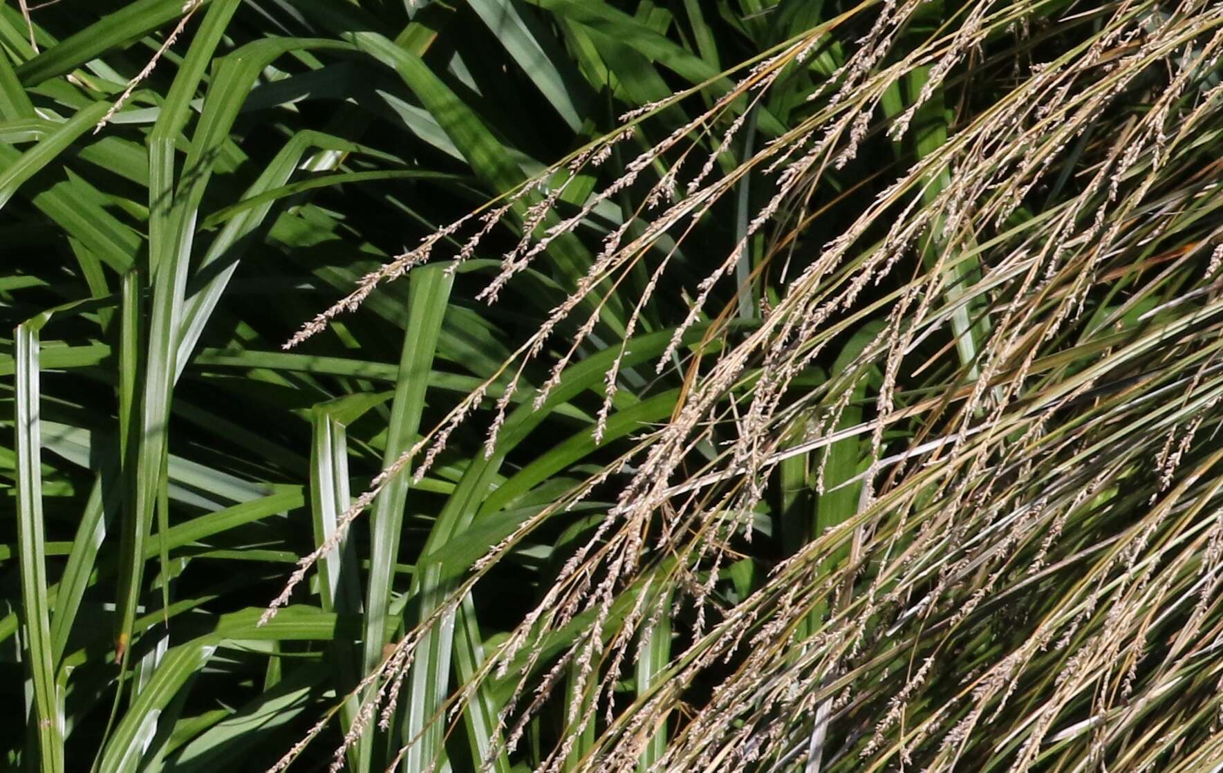 Image of Carex secta Boott