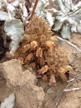 Image of Parish's broomrape