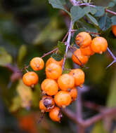 Duranta erecta L. resmi