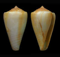 Image of Doubtful Cone