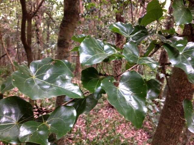 Plancia ëd Barklya syringifolia F. Muell.