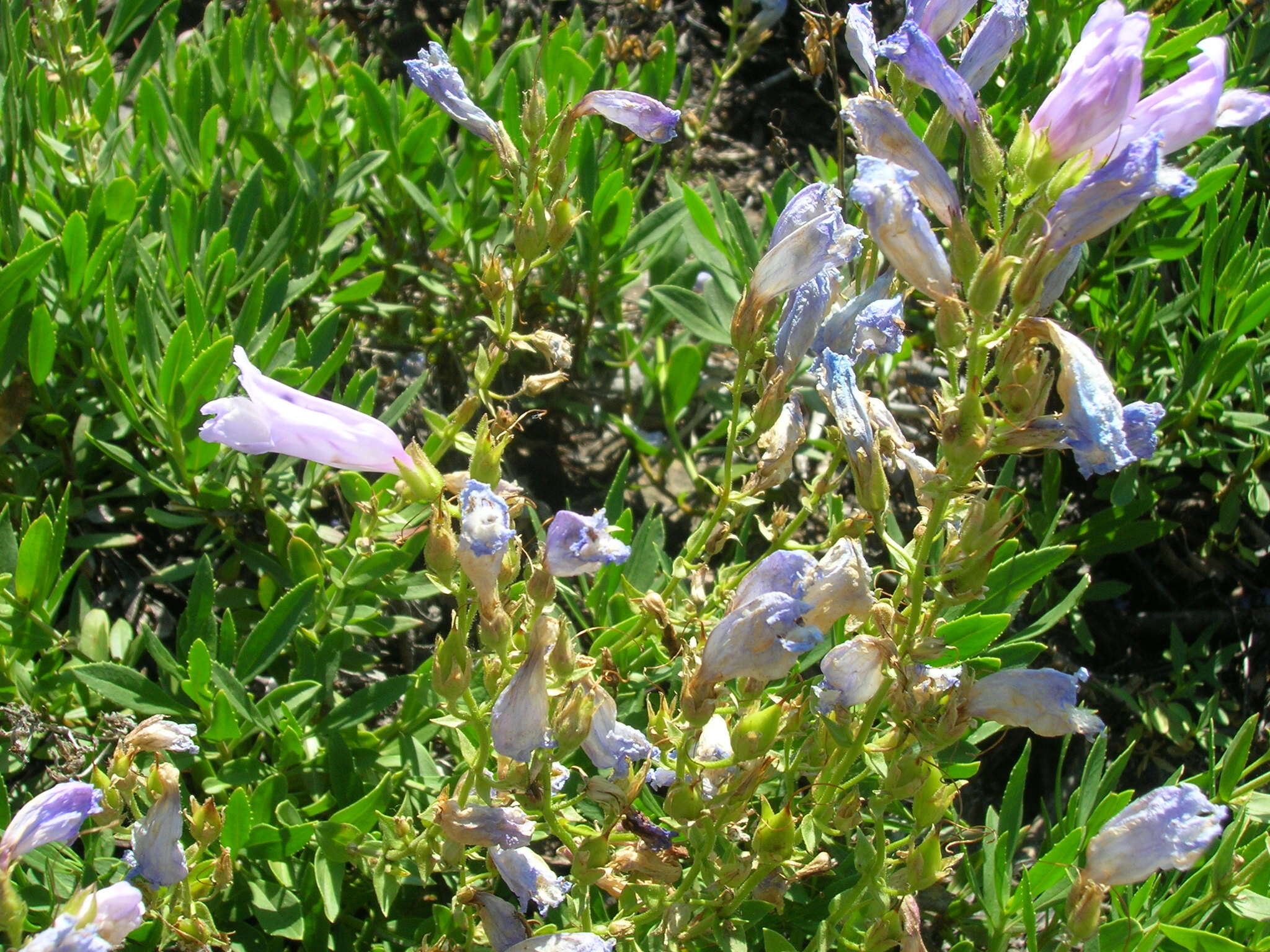 Слика од Penstemon fruticosus (Pursh) Greene