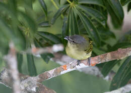 Image of Gray-crowned Flycatcher