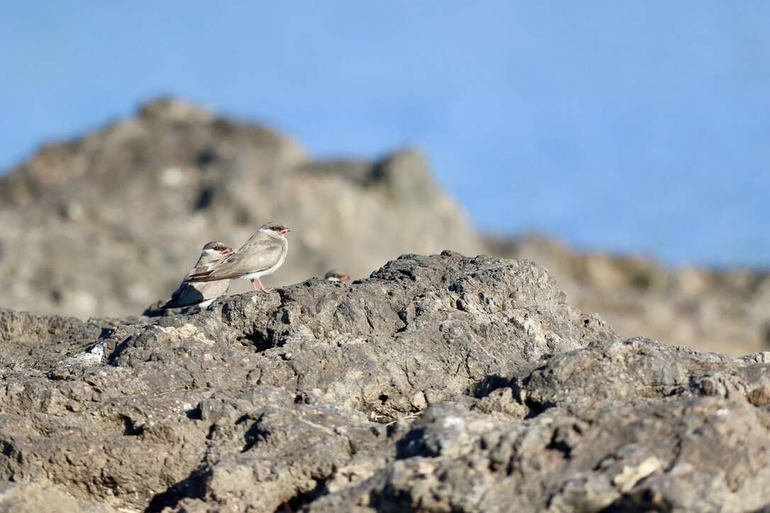 Image of Rock Pratincole