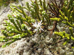 Veronica hectorii subsp. coarctata (Cheesem.) Garn.-Jones resmi