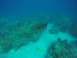 Image of Black Grouper