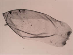 Image of Weymouthia mollis Brotherus 1906