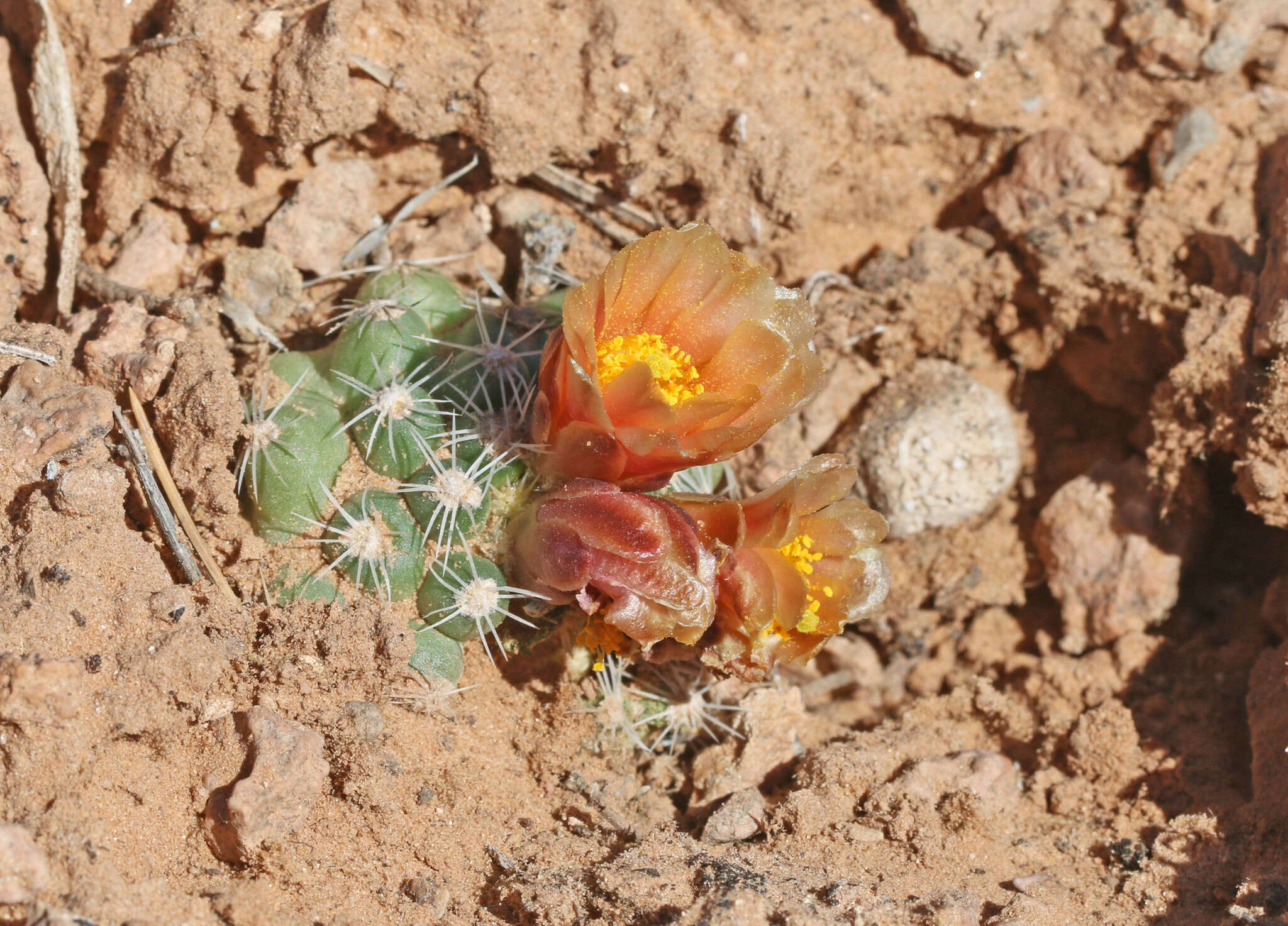 Image of Despain's Pincushion Cactus