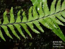 Plancia ëd Hymenasplenium unilaterale (Lam.) Hayata