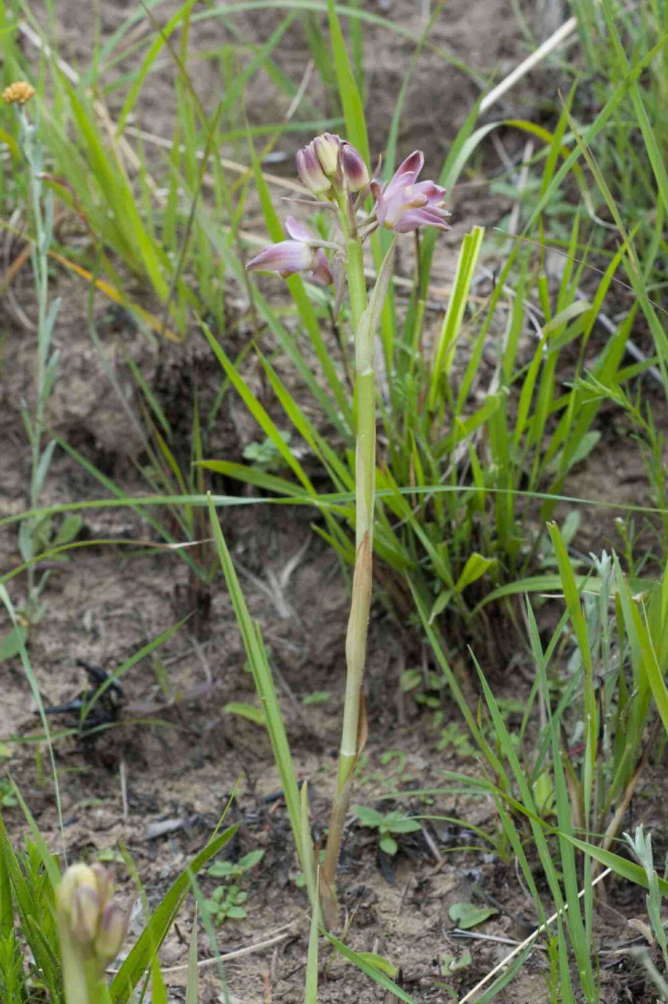 Image of Eulophia huttonii Rolfe