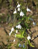 Image de Rhinacanthus nasutus (L.) Kuntze