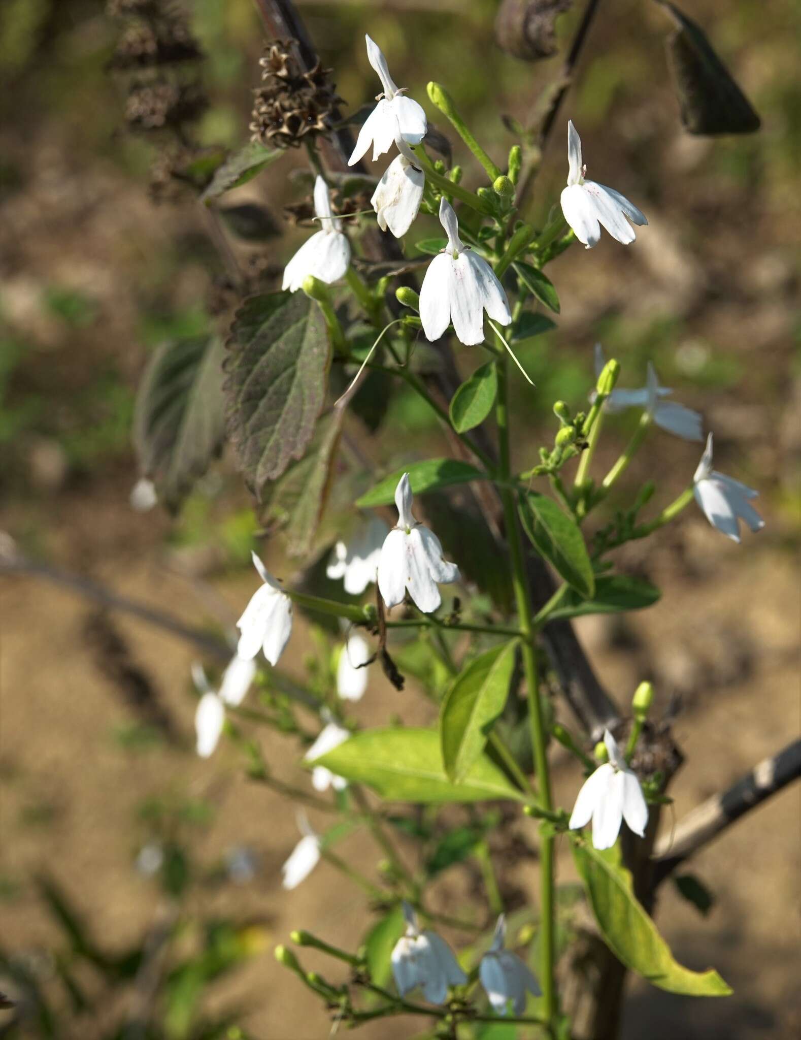 Sivun Rhinacanthus nasutus (L.) Kuntze kuva