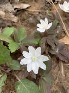 Слика од Anemone lancifolia Pursh