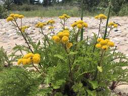 Image of Lake Huron tansy