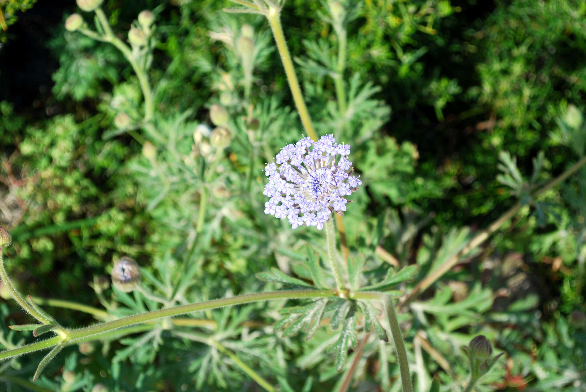 Image of Trachymene coerulea R. Grah.