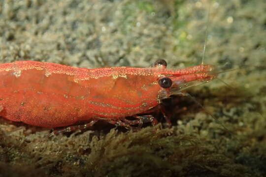 Image of <i>Caridina lanceifrons</i>