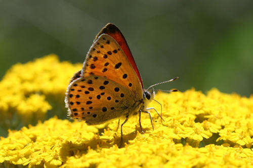 Image of <i>Lycaena ophion</i>