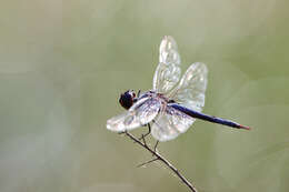 Image of Tramea binotata (Rambur 1842)