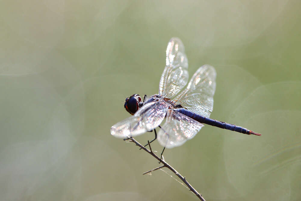 Tramea binotata (Rambur 1842) resmi