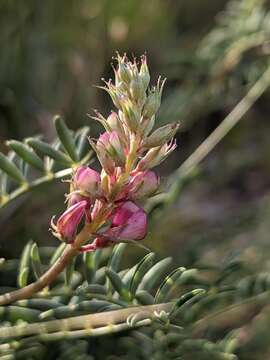 Image of Hedysarum boveanum subsp. europaeum Guitt. & Kerguelen