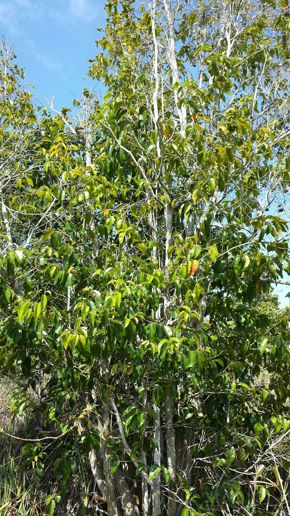 Image of Schizolaena parviflora (F. Gérard) H. Perrier