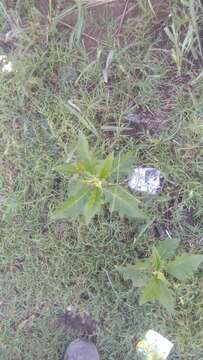 Image of Solanum bonariense L.