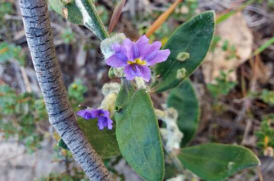 Image of Dampiera lanceolata var. intermedia M. T. M. Rajput & R. C. Carolin