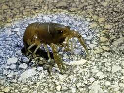 Image of Deceitful Crayfish