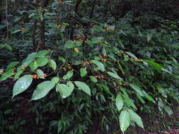 Image of Ficus ampelos