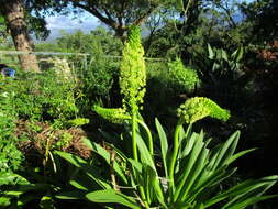 Imagem de Eucomis pallidiflora subsp. pallidiflora