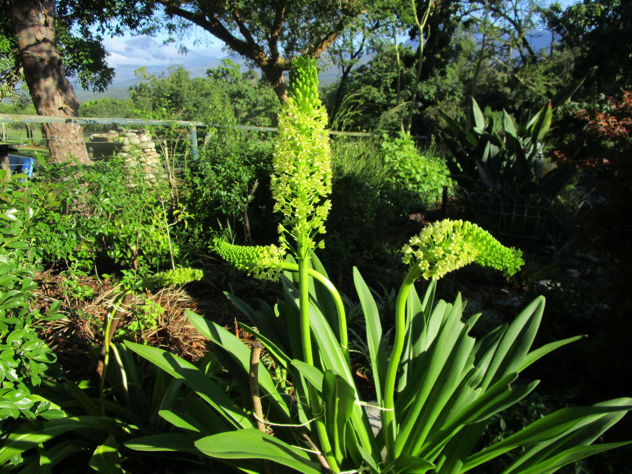 Imagem de Eucomis pallidiflora subsp. pallidiflora