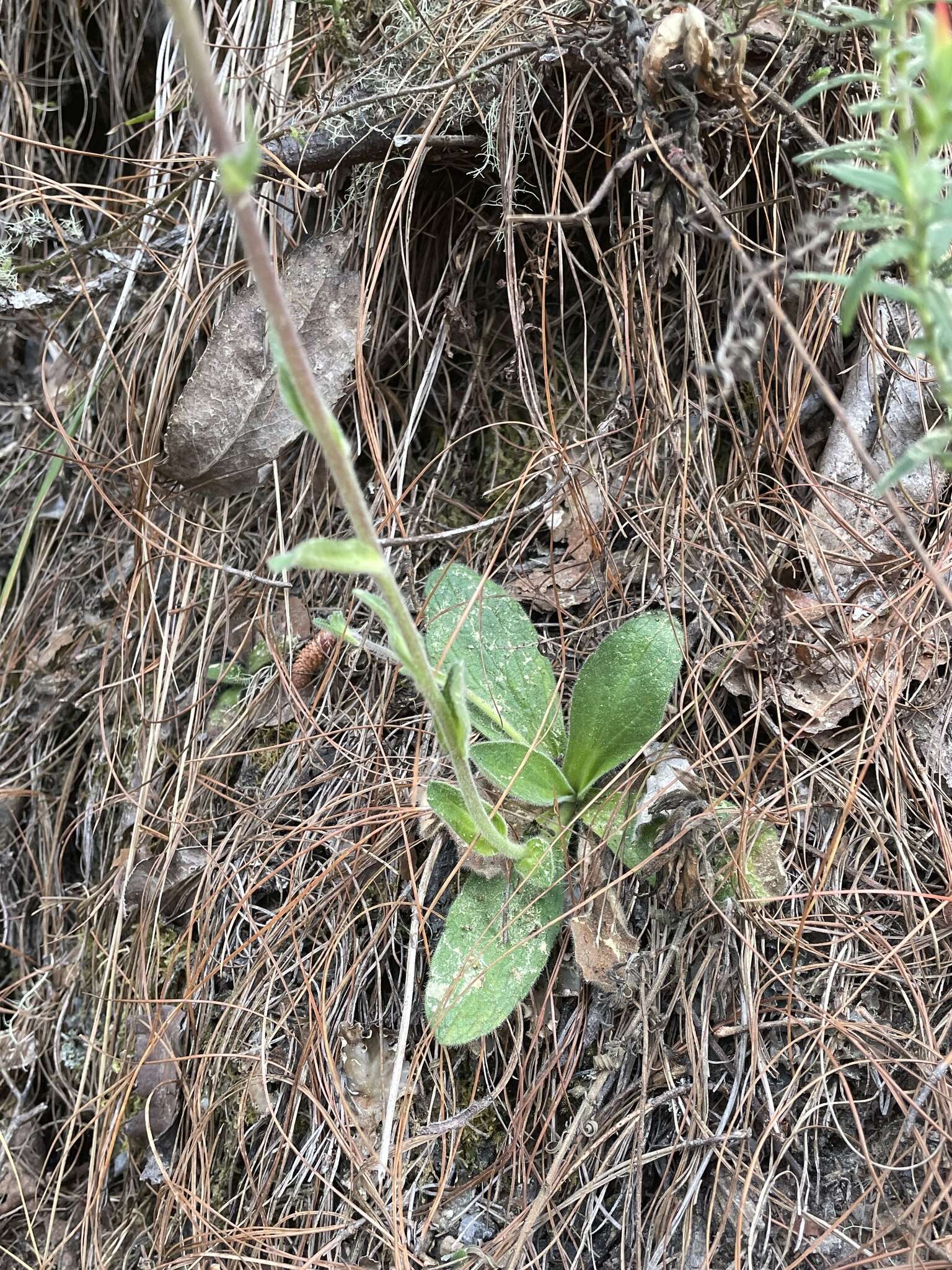 Imagem de Osbertia stolonifera (DC.) Greene