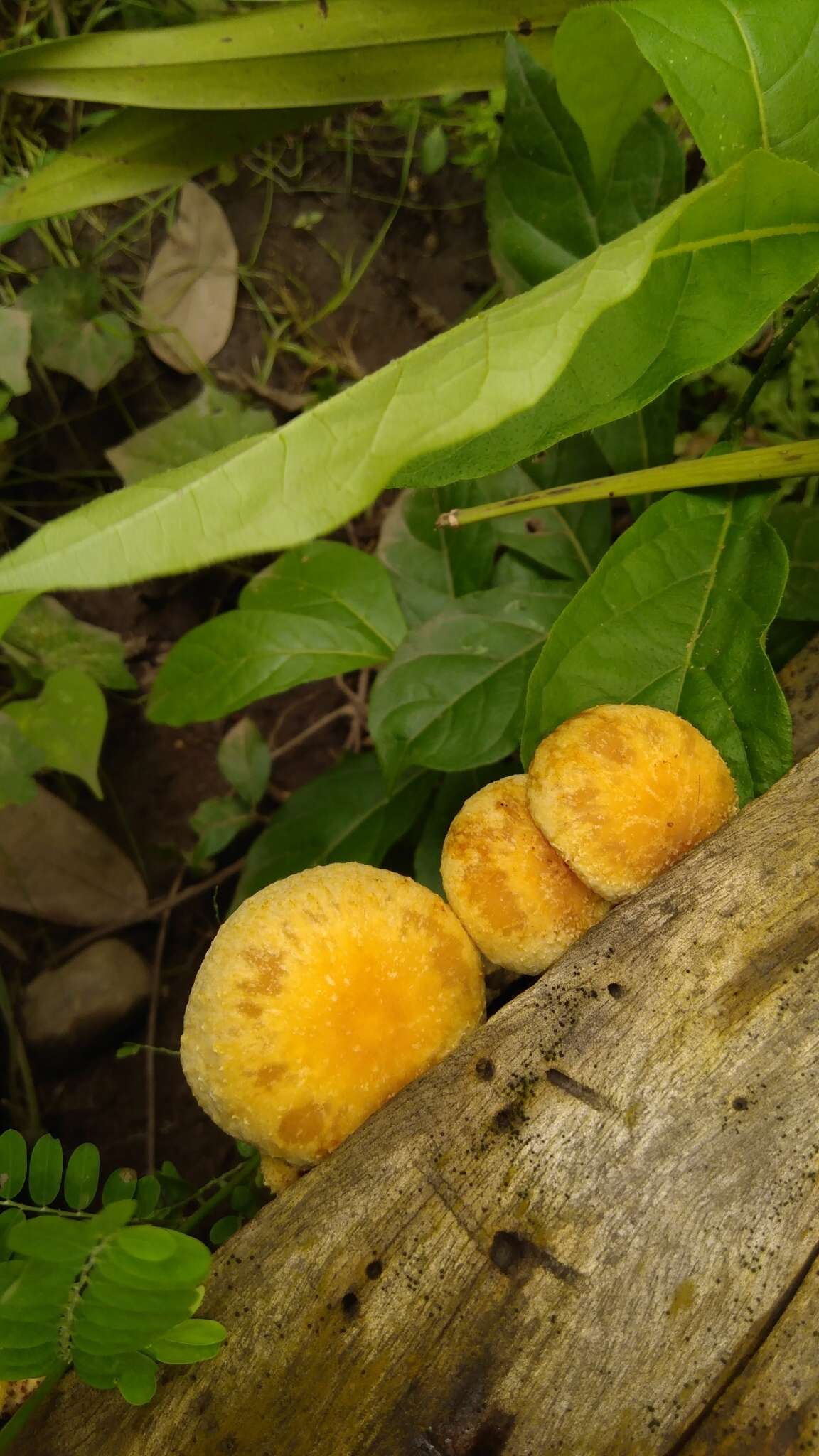 Imagem de Pholiota granulosa (Peck) A. H. Sm. & Hesler 1968