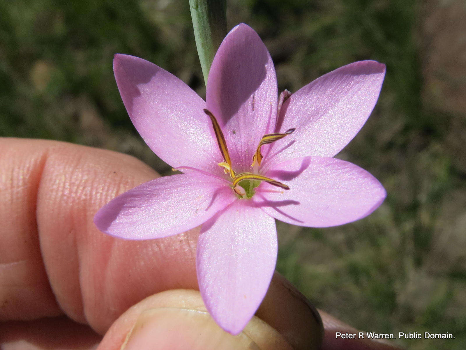 Plancia ëd Hesperantha baurii subsp. baurii