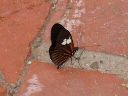 Image of Heliconius burneyi Hübner 1816