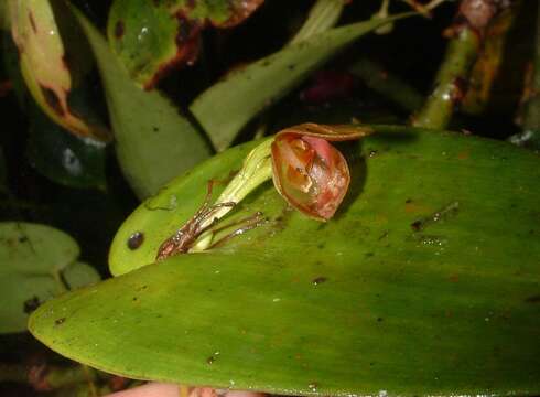 Imagem de Pleurothallis cardiothallis Rchb. fil.