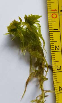 Image of Flexuous Bog-moss