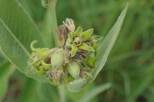 Image of Raphionacme galpinii Schltr.