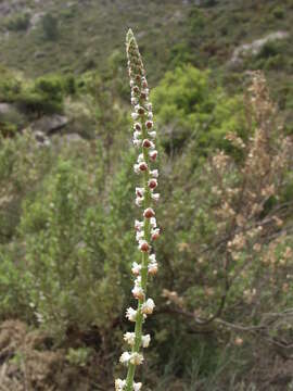 Image of Reseda barrelieri Bertol.