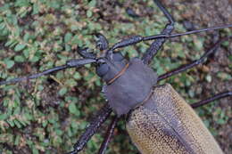 Image of Xixuthrus granulipennis Komiya 2000