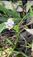 Sivun Wurmbea dioica subsp. dioica kuva