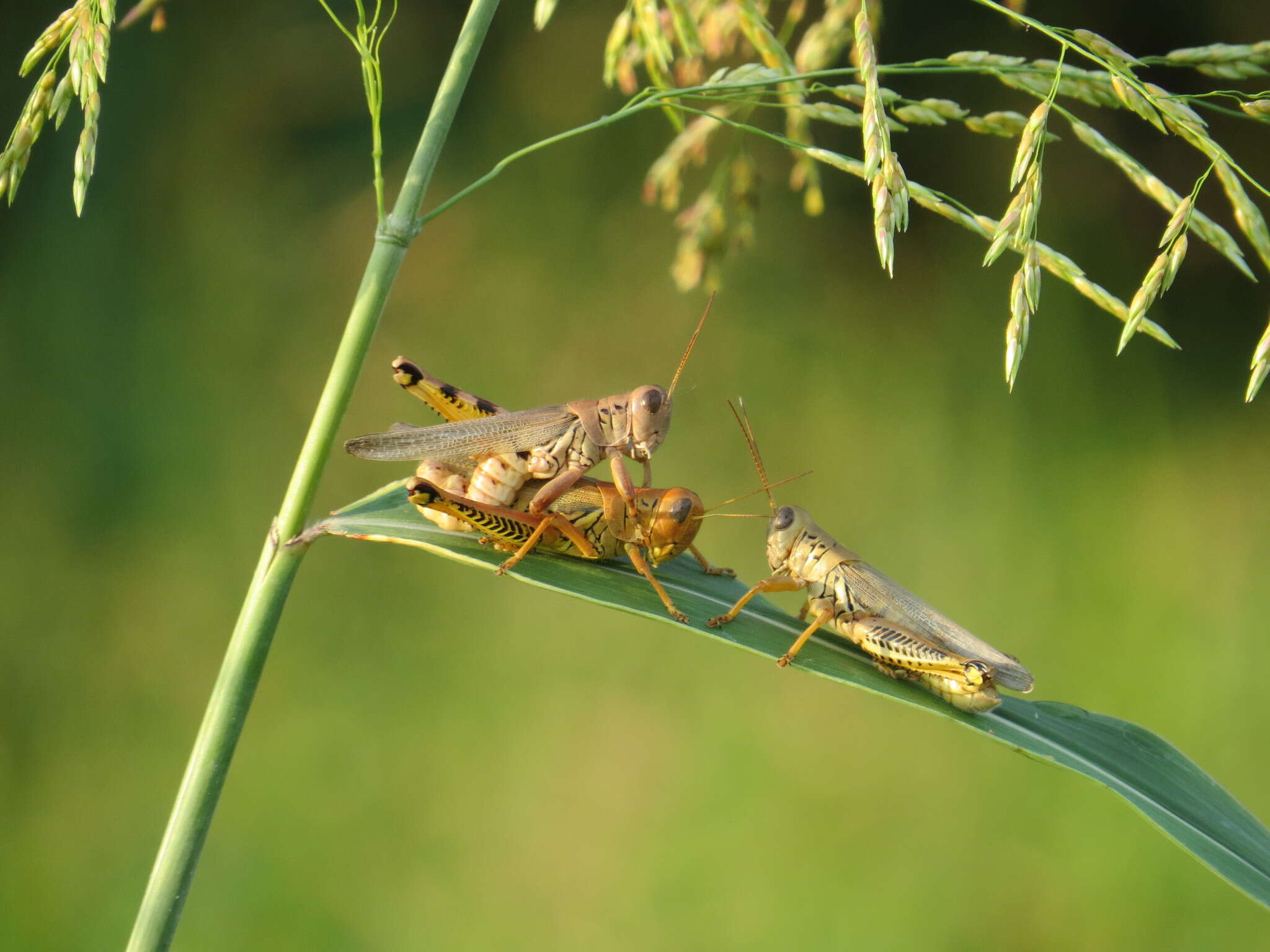 Melanoplus differentialis (Thomas & C. 1865)的圖片