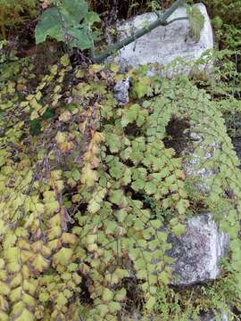 Image of Adiantum poiretii Wikstr.