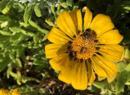 Image of Gazania maritima Levyns